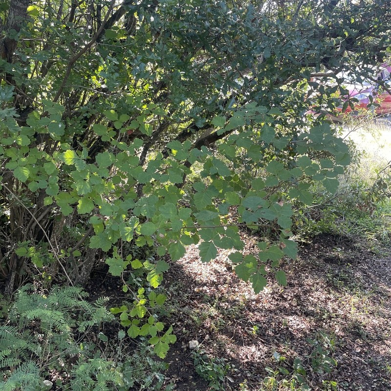 Quercus tinkhamii photo 8