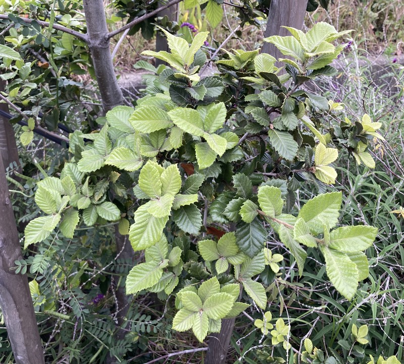 Island Live Oak photo 3