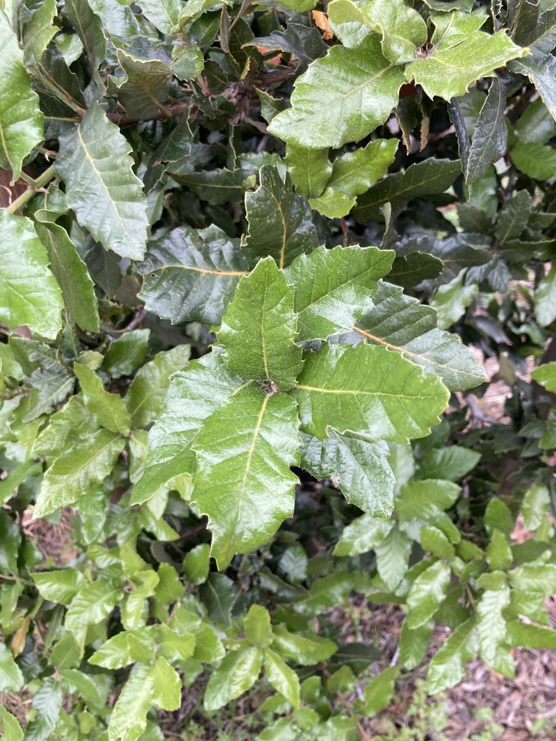 Island Live Oak photo 6
