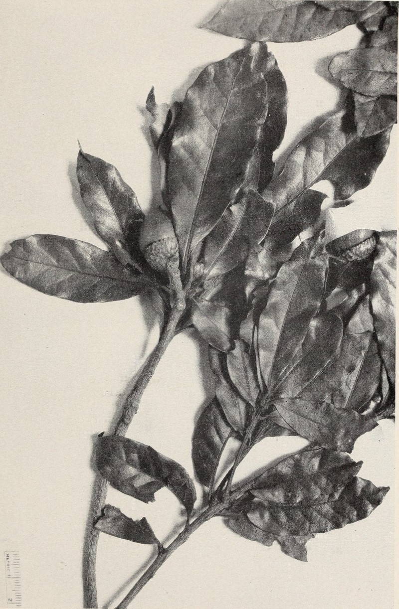 Quercus tonduzii