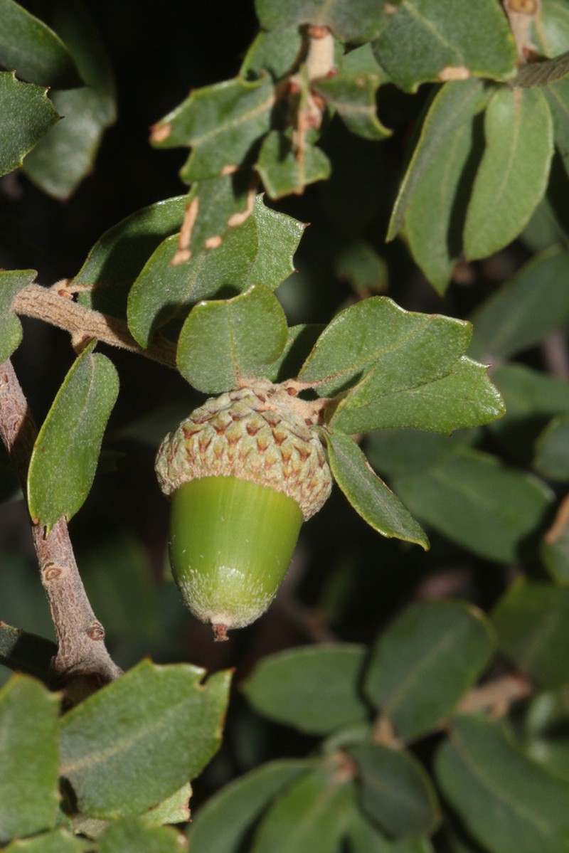 Toumey Oak photo 3
