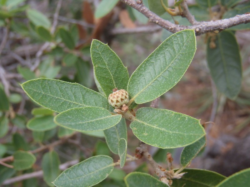 Toumey Oak photo 4