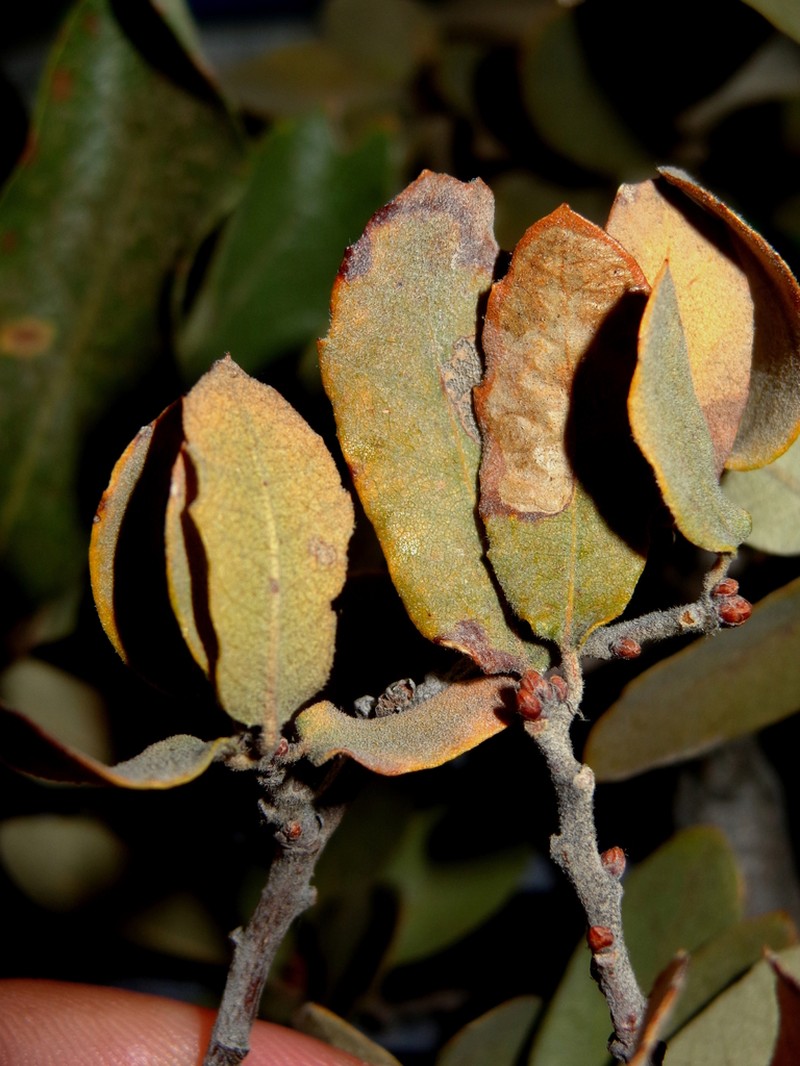 Toumey Oak photo 5