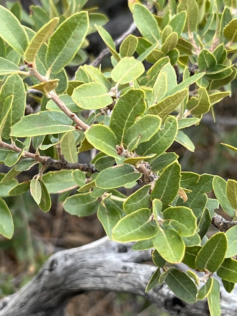 Toumey Oak photo 6