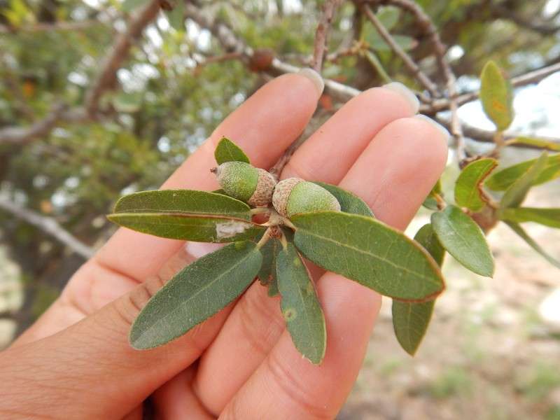 Toumey Oak photo 8