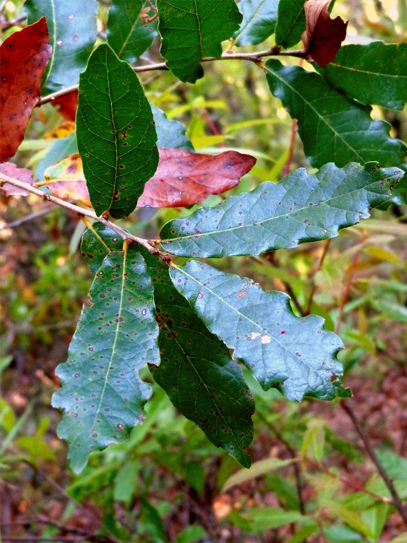Quercus toxicodendrifolia photo 2