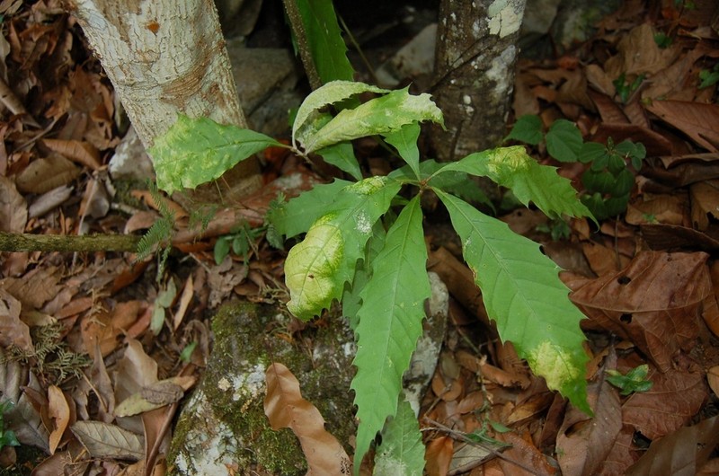 Quercus toxicodendrifolia photo 3