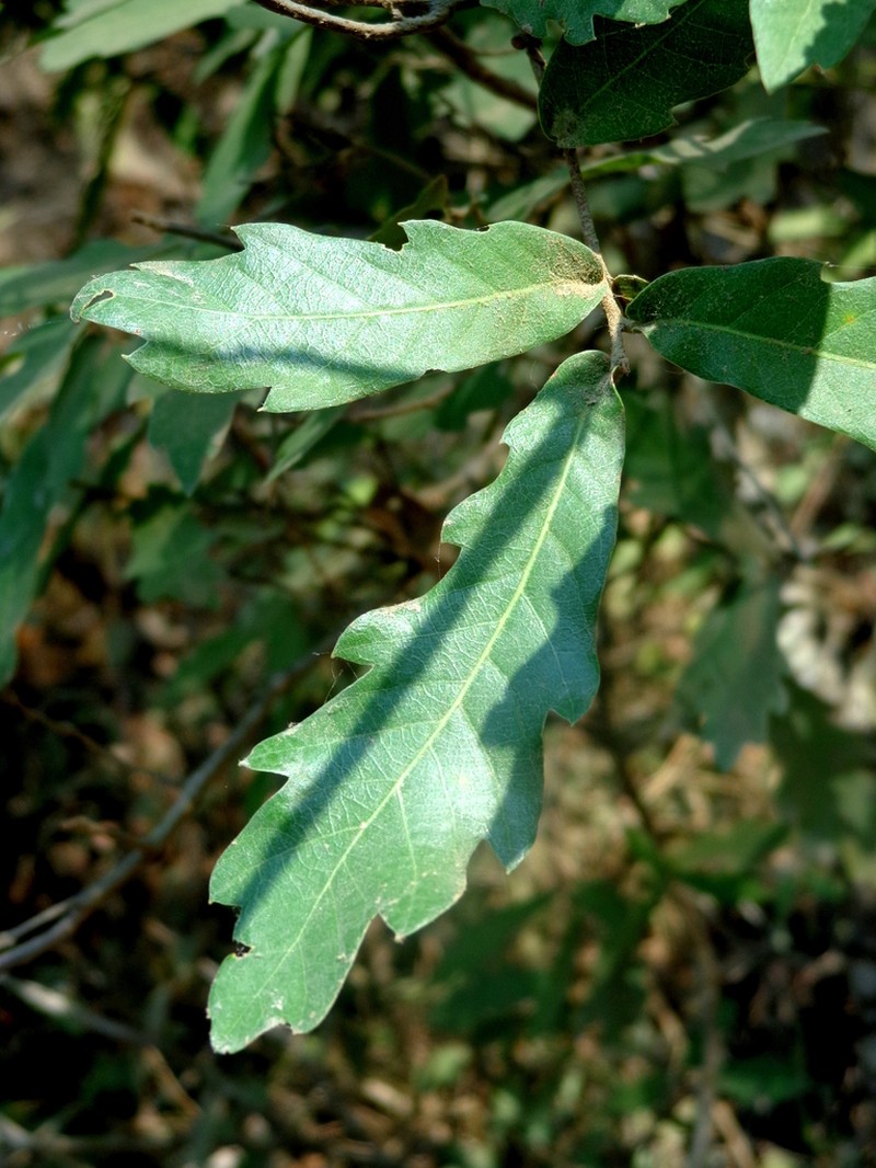 Quercus toxicodendrifolia photo 4