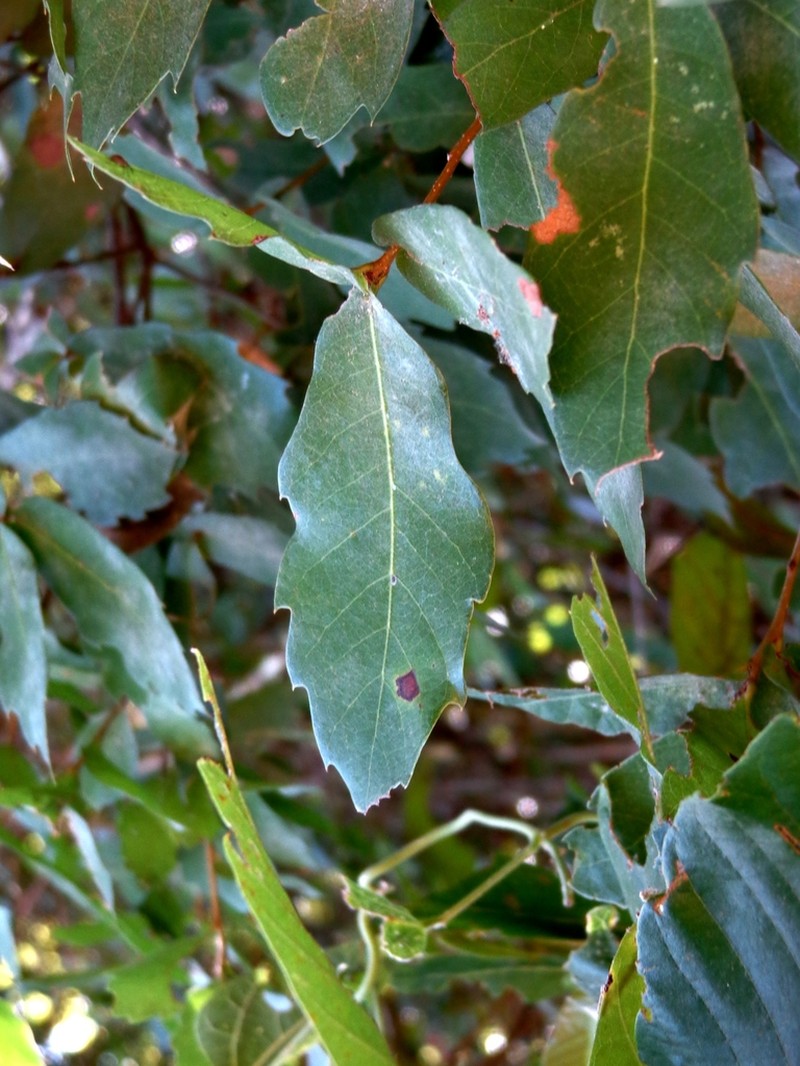 Quercus toxicodendrifolia photo 5
