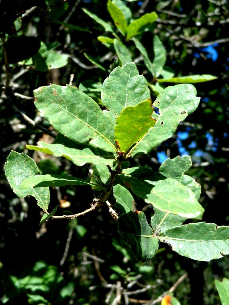 Quercus toxicodendrifolia photo 6