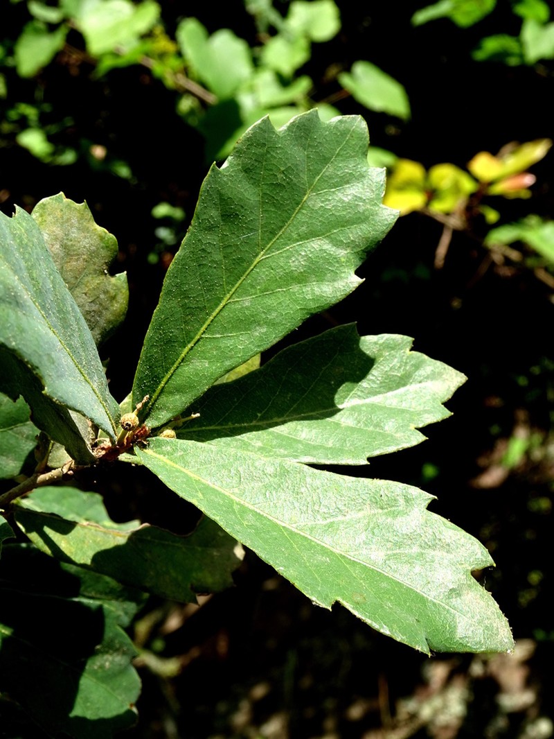 Quercus toxicodendrifolia photo 7