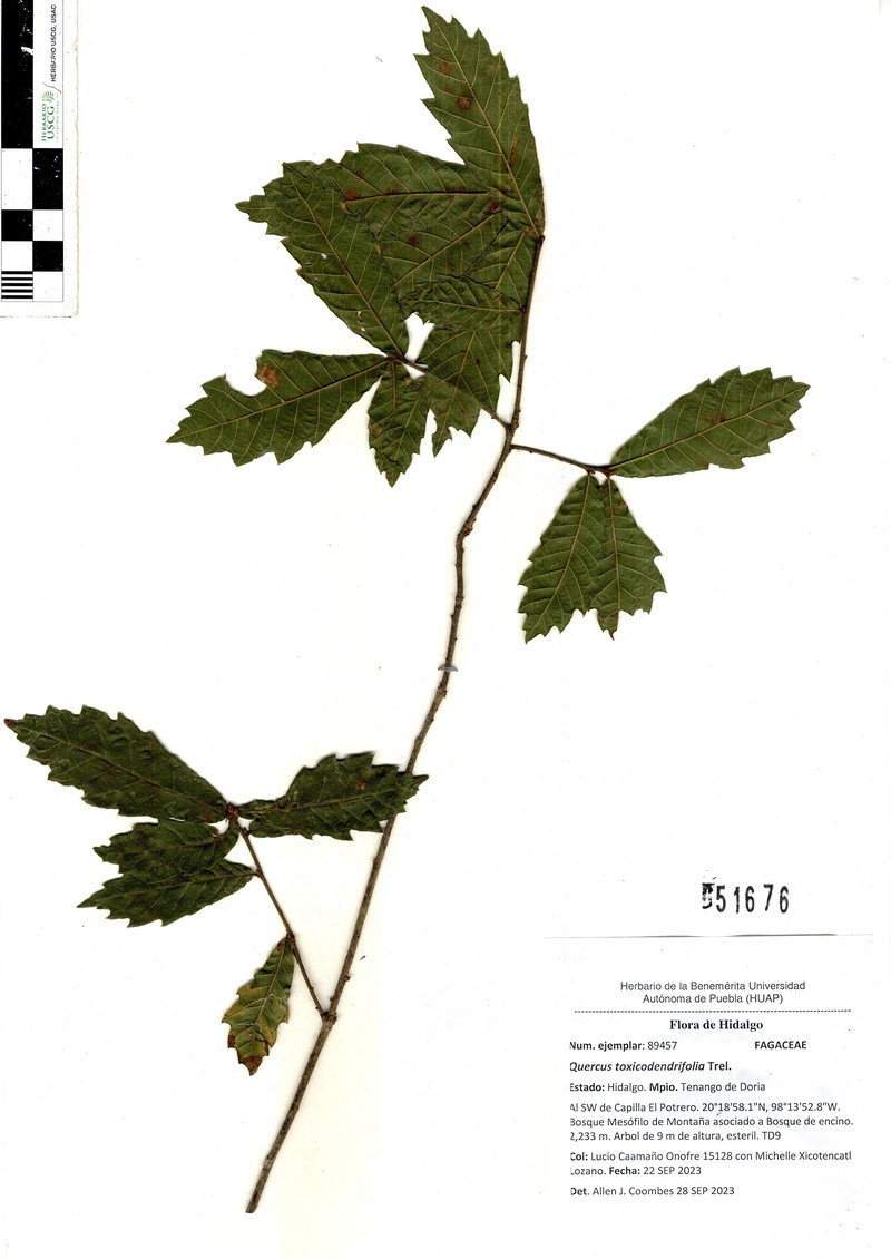 Quercus toxicodendrifolia photo 8