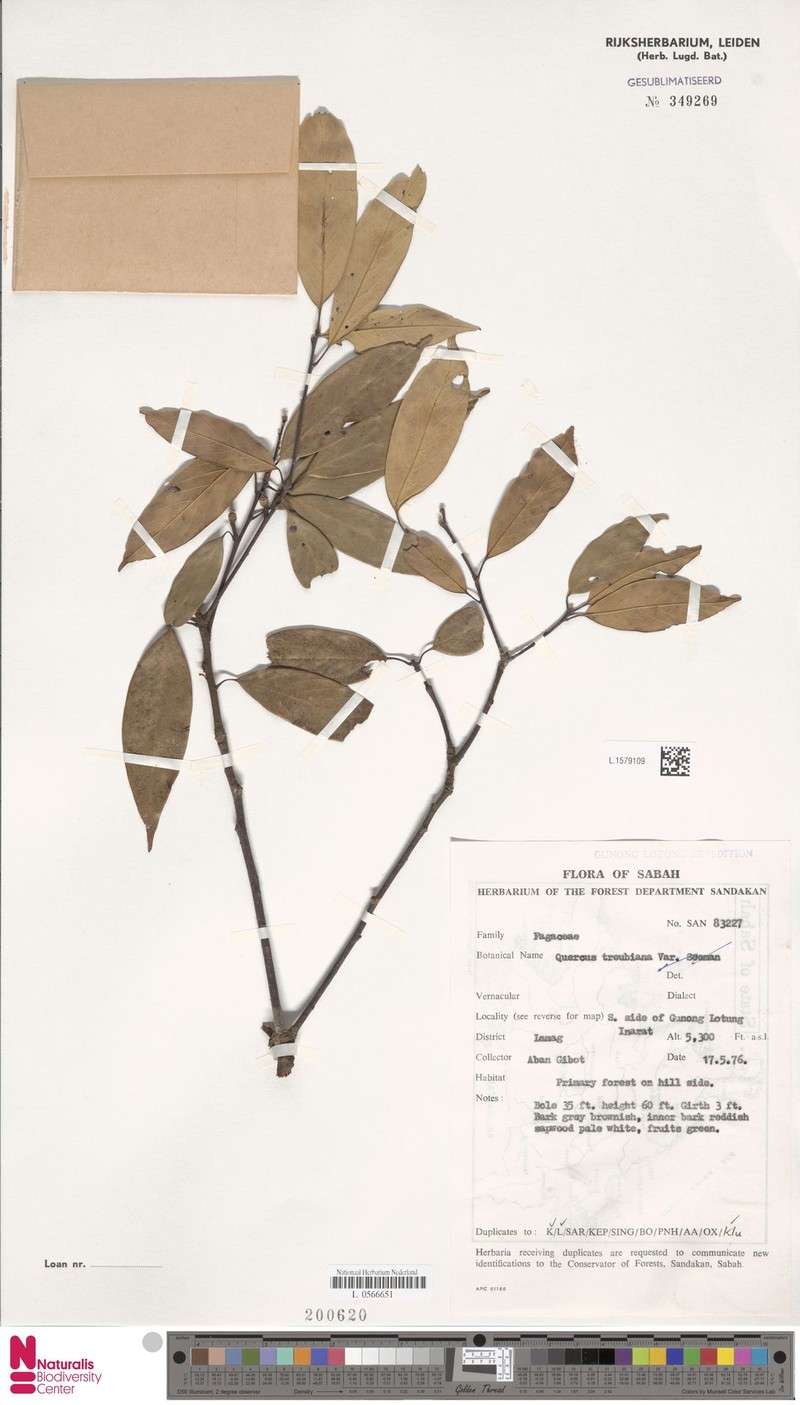 Quercus treubiana