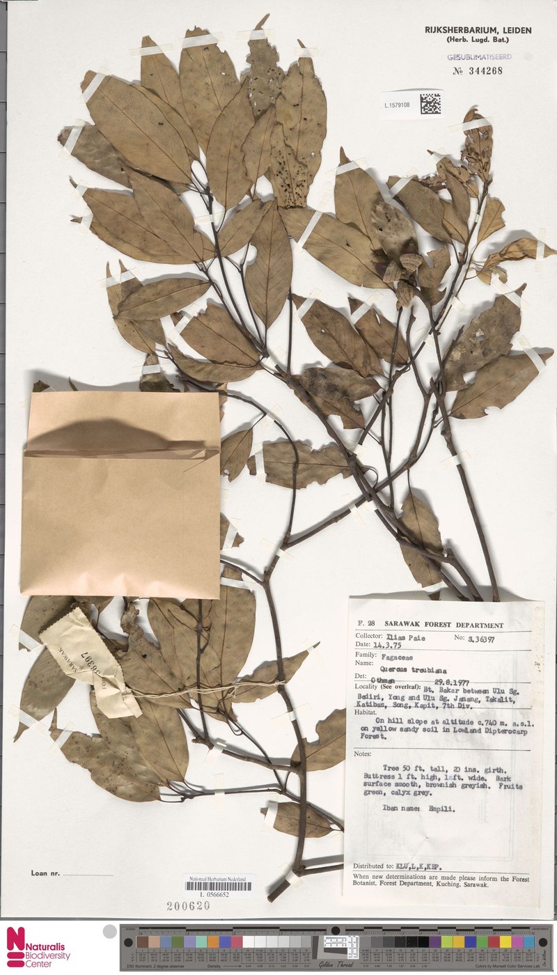 Quercus treubiana photo 2