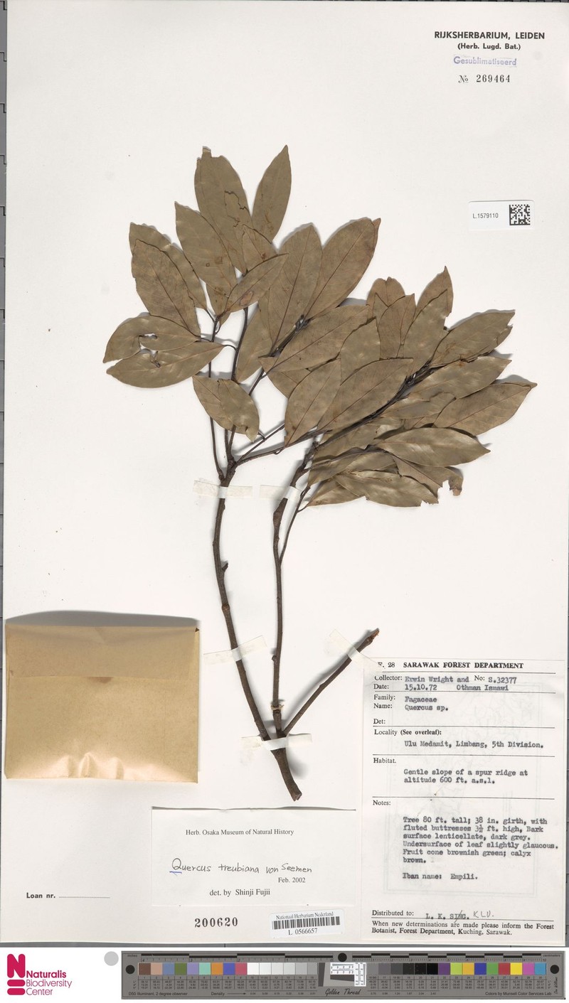 Quercus treubiana photo 3