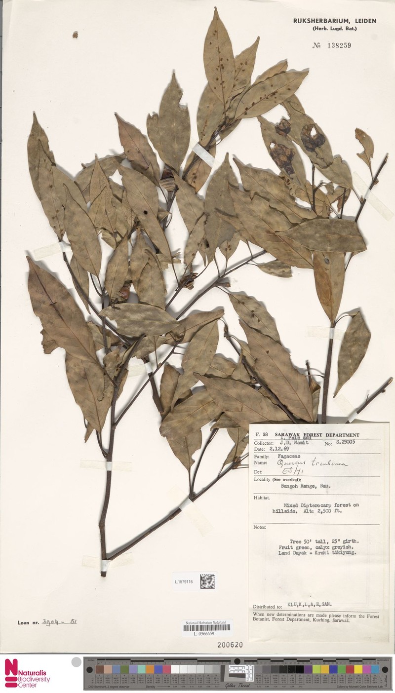Quercus treubiana photo 4