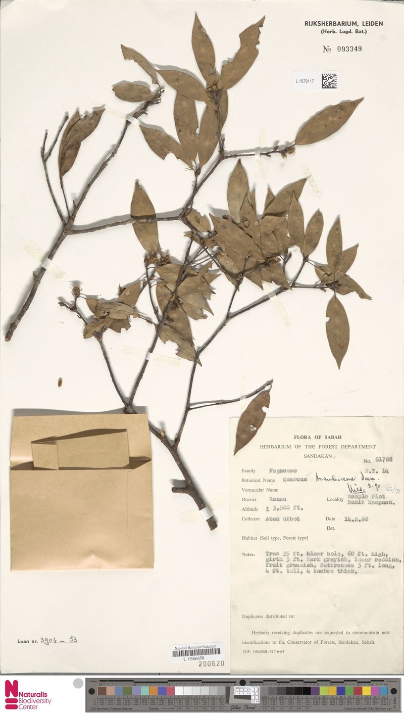 Quercus treubiana photo 5