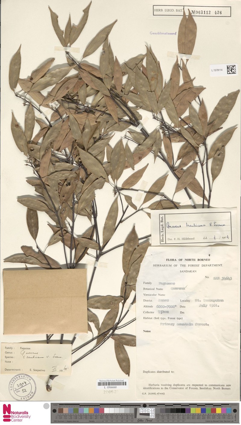 Quercus treubiana photo 6