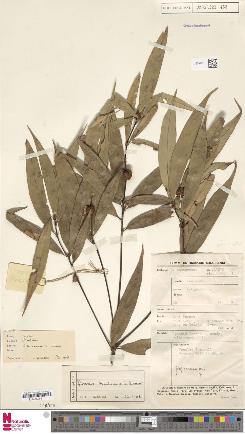 Quercus treubiana photo 7