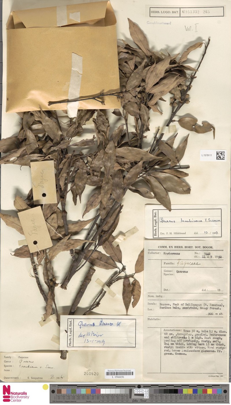Quercus treubiana photo 8