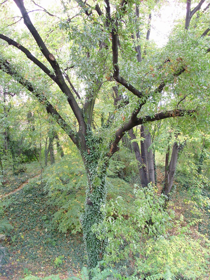 Quercus trojana
