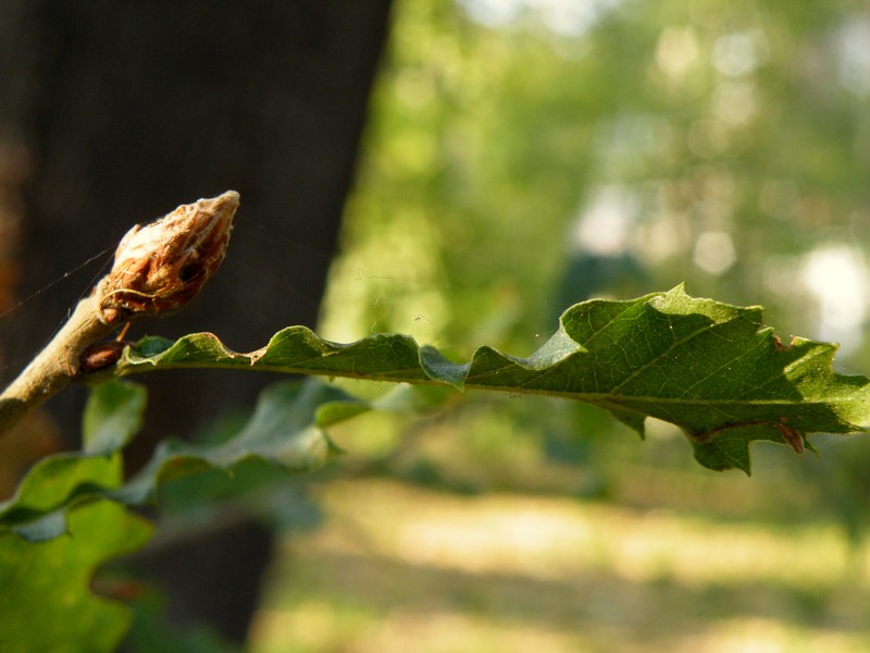 Quercus trojana photo 2