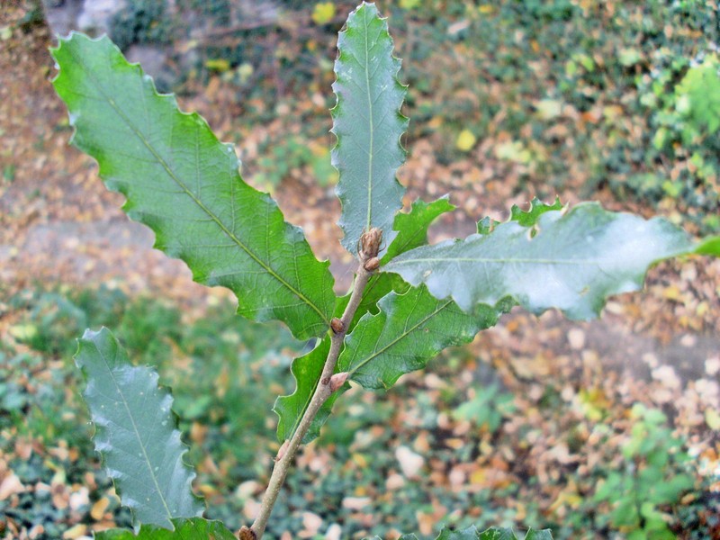 Quercus trojana photo 3