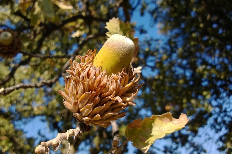 Quercus trojana photo 4