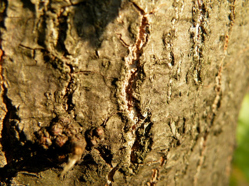 Quercus trojana photo 5