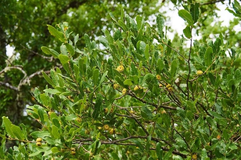 Quercus trojana photo 6
