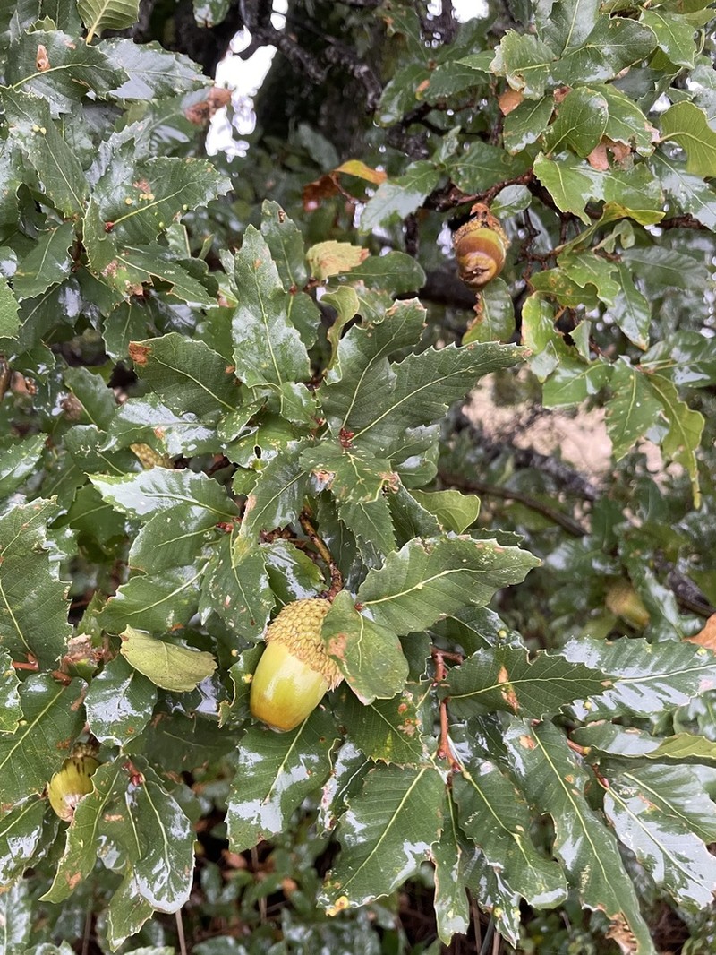 Quercus trojana photo 7