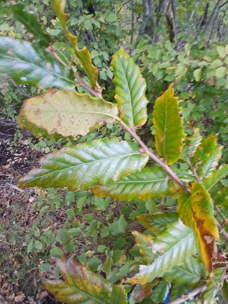 Quercus trojana subsp. trojana