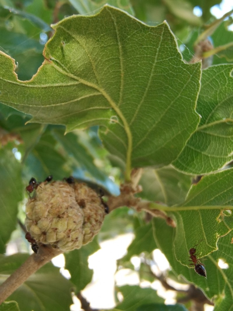 Quercus trojana subsp. trojana photo 2