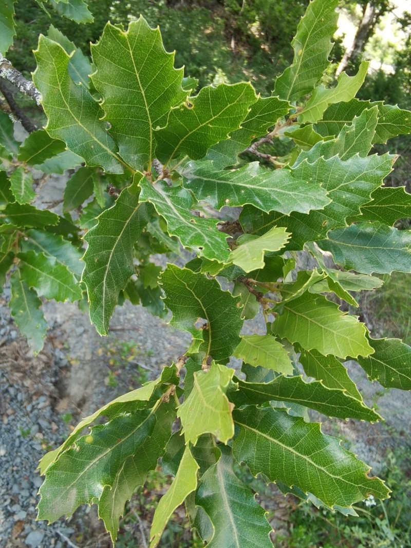 Quercus trojana subsp. trojana photo 3
