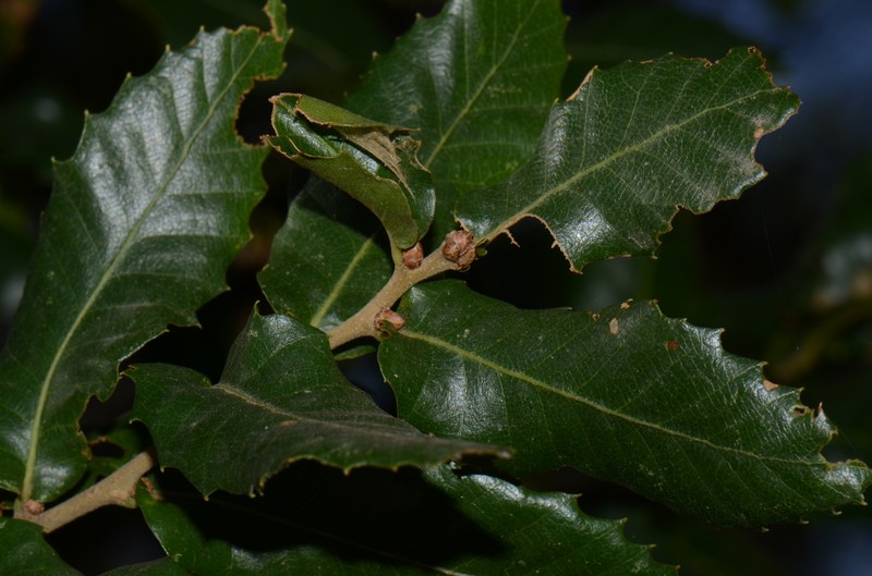 Quercus trojana subsp. trojana photo 4