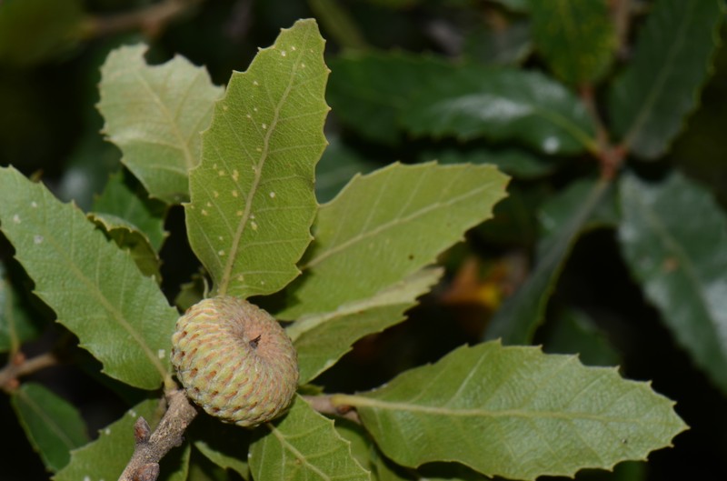 Quercus trojana subsp. trojana photo 5