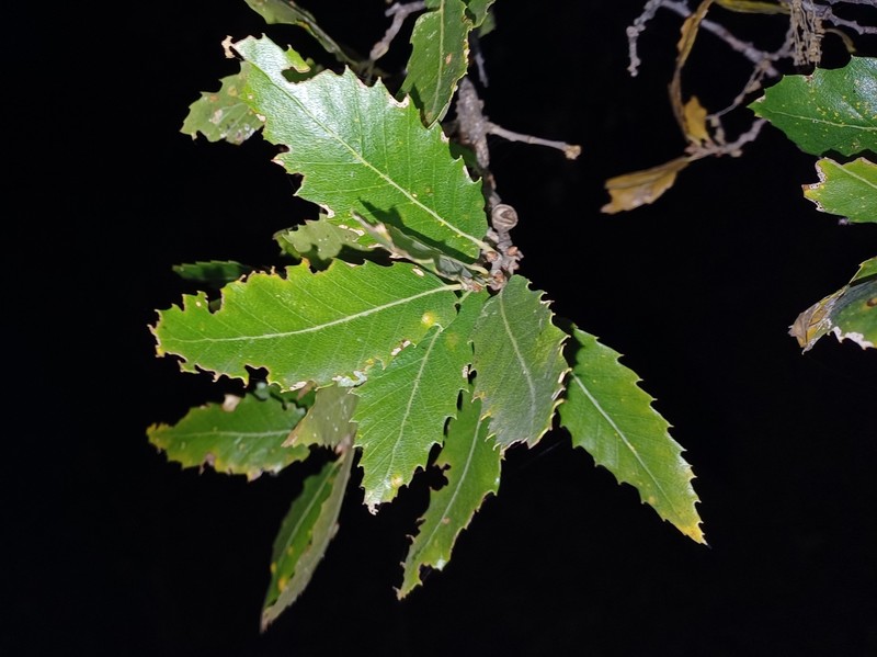 Quercus trojana subsp. trojana photo 6