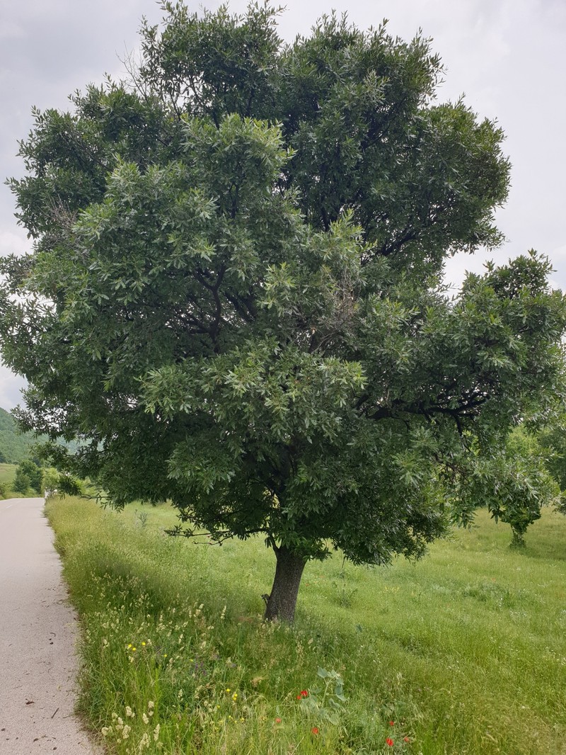 Quercus trojana subsp. trojana photo 7