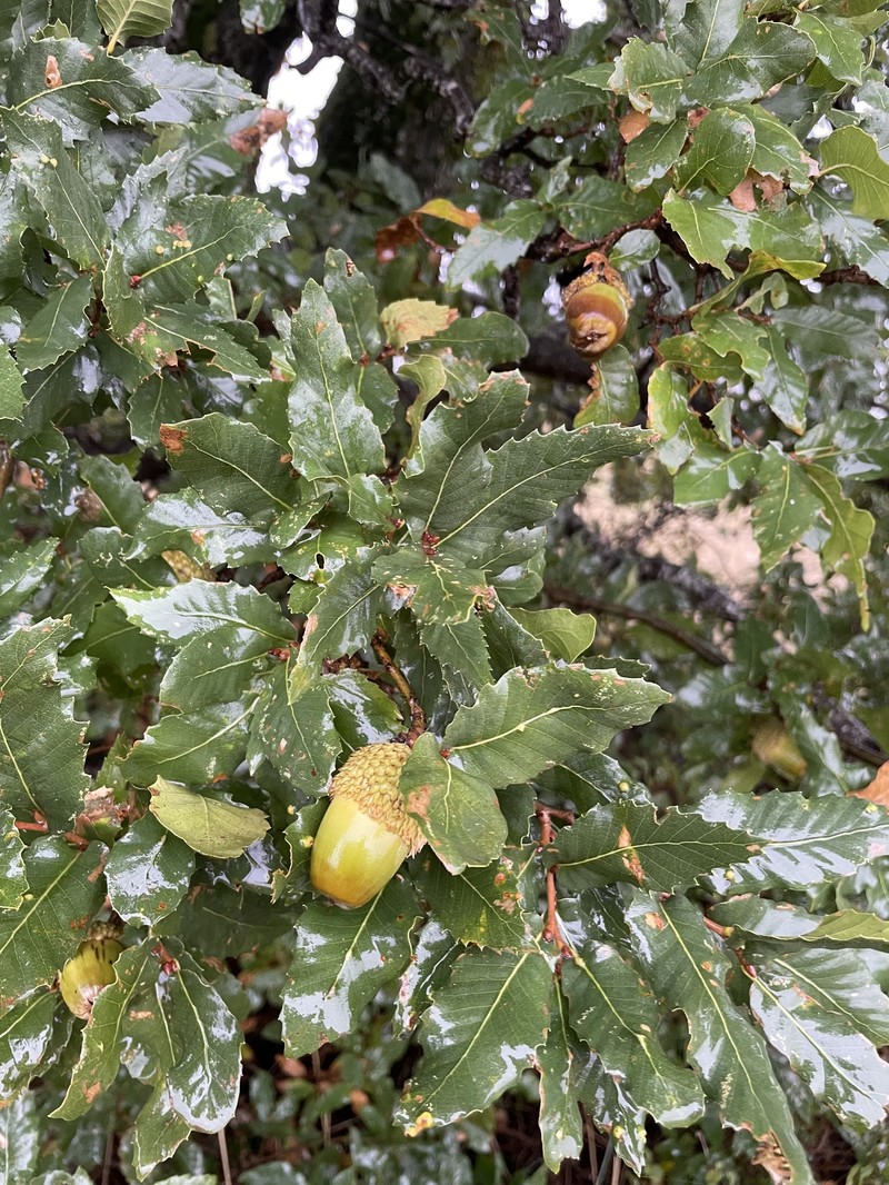 Quercus trojana subsp. trojana photo 8
