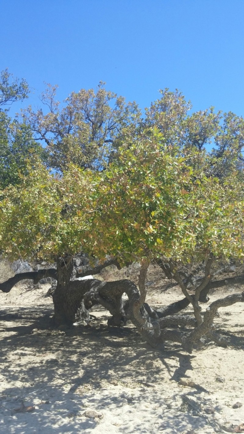 Quercus tuberculata photo 2