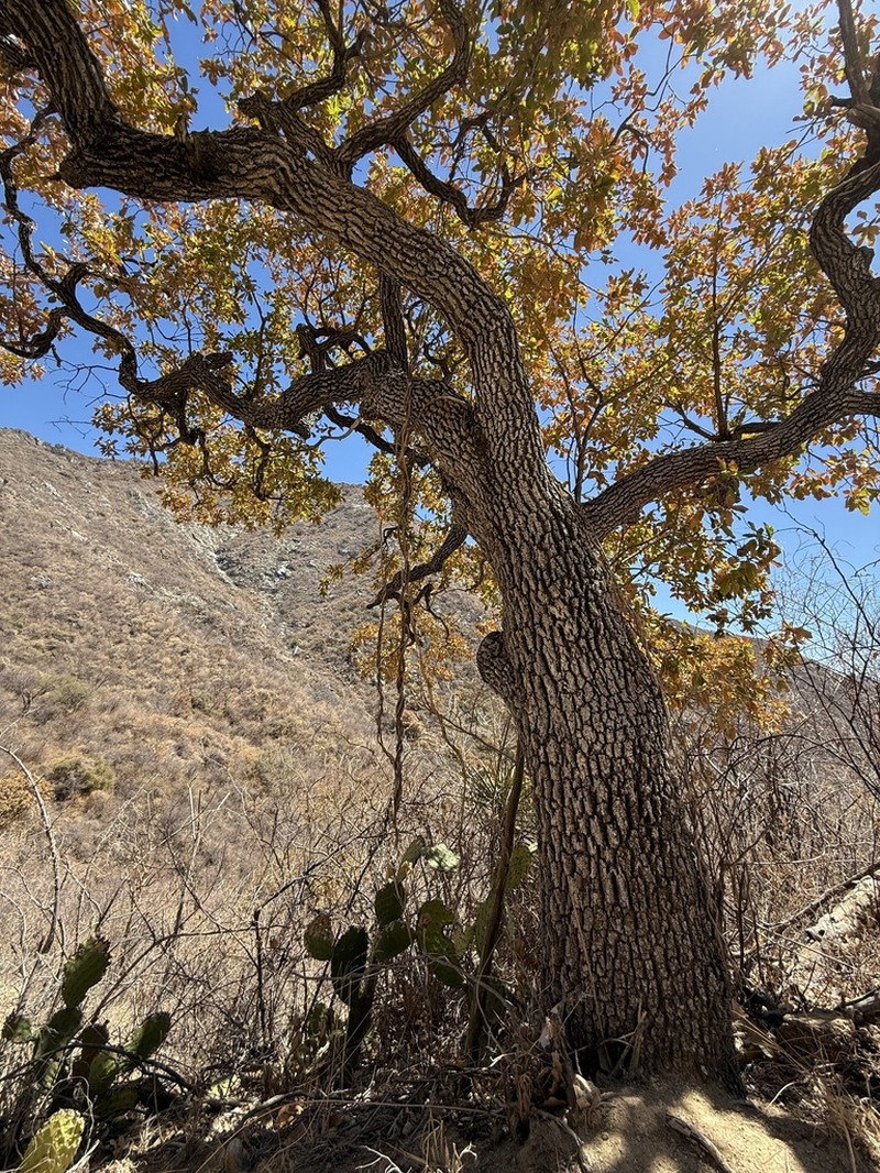 Quercus tuberculata photo 3