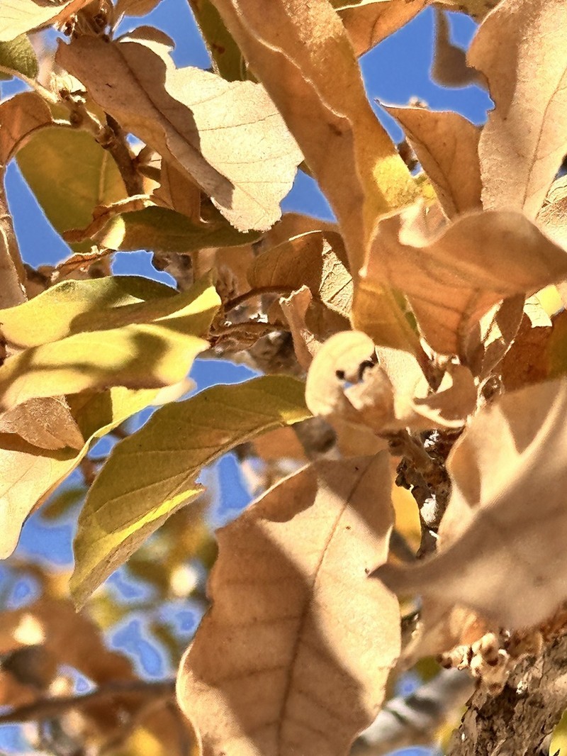 Quercus tuberculata photo 4