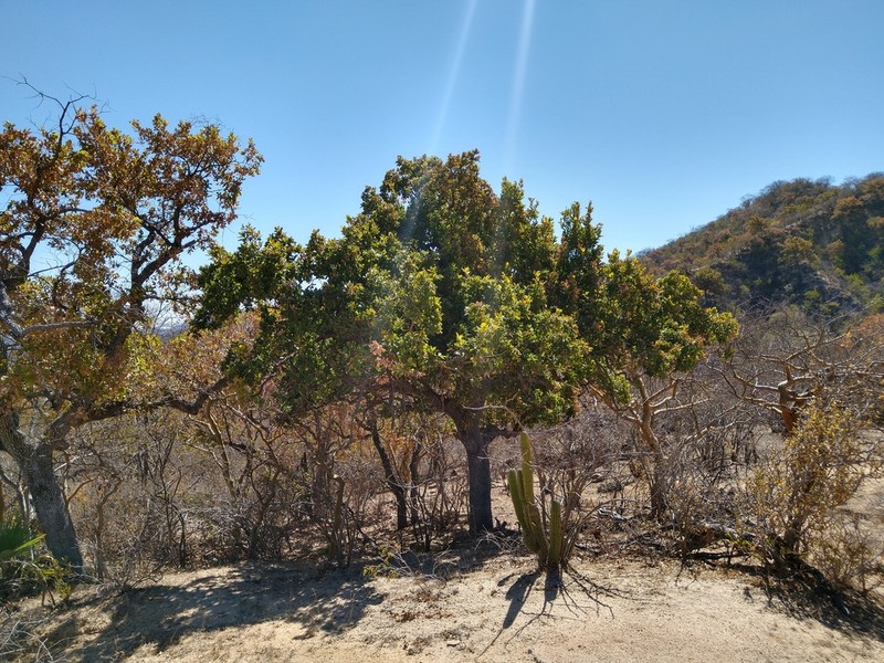 Quercus tuberculata photo 5