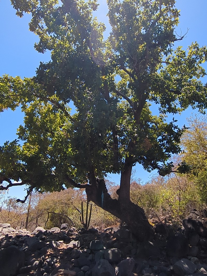 Quercus tuberculata photo 6