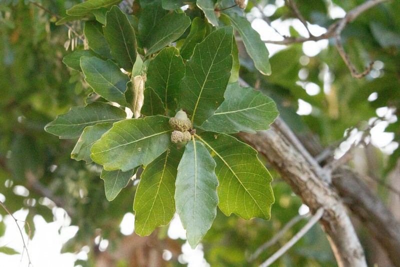 Quercus tuberculata photo 7