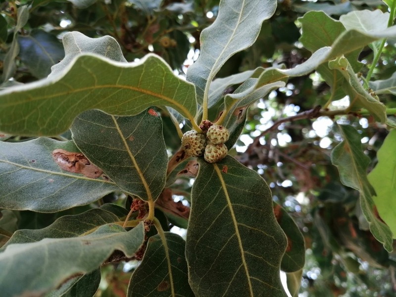 Quercus tuberculata photo 8