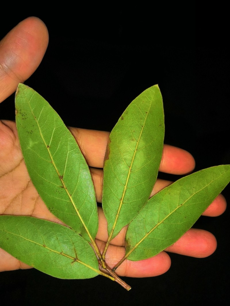 Quercus tuitensis