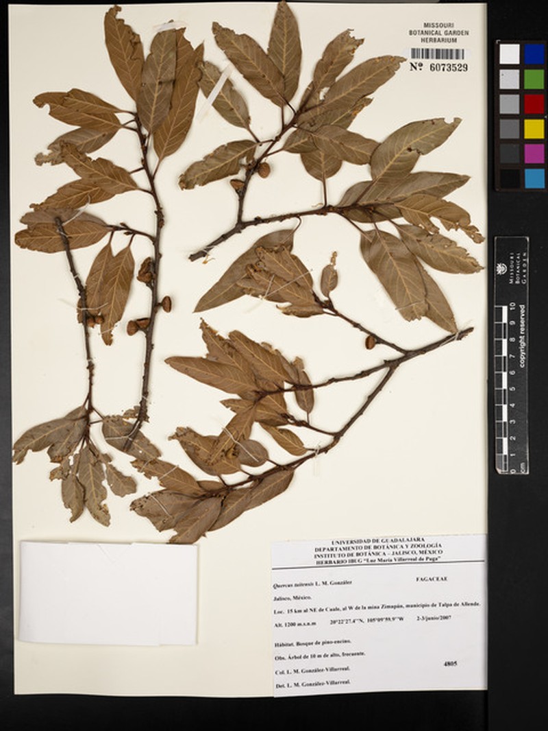 Quercus tuitensis photo 2
