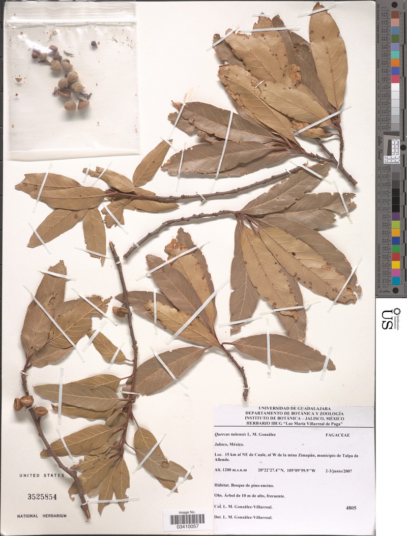 Quercus tuitensis photo 3