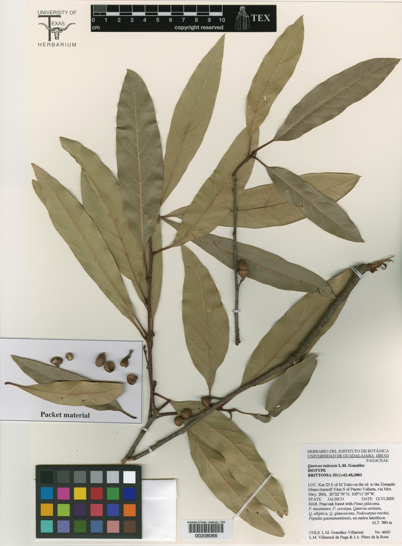 Quercus tuitensis photo 4